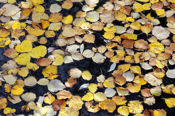 Yellow leaves of a birch on water