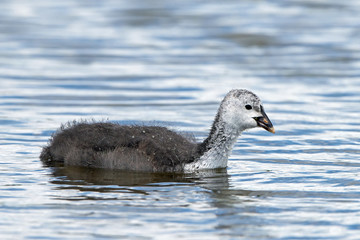Eurasian coot (Fulica atra)