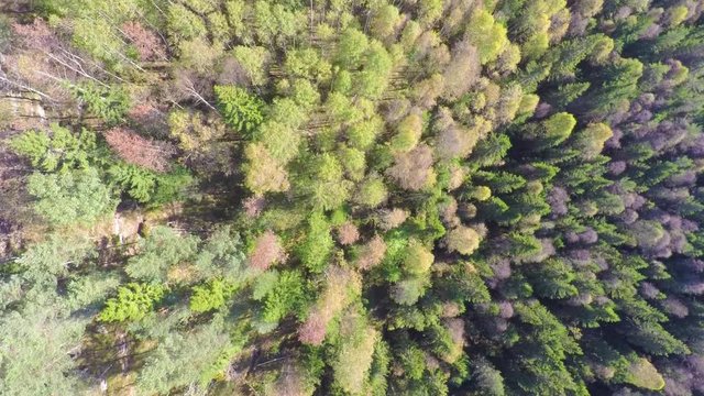 Flying high above large spruce tree forest with camera panning