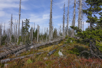 dead dry forest - bark beetle calamity on national park Sumava