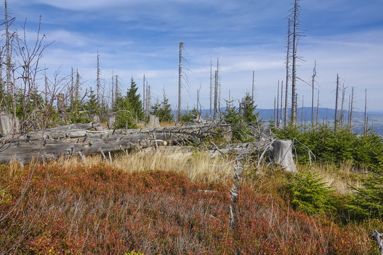 Dead Dry Forest - Bark Beetle Calamity On National Park Sumava