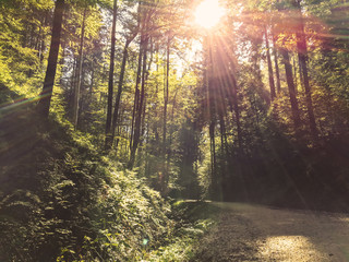 Fototapeta premium Beautiful autumn landscape into the forest, with colorful trees among the walking path and sun-rays through the branches of tree, into the deep nature of Romania