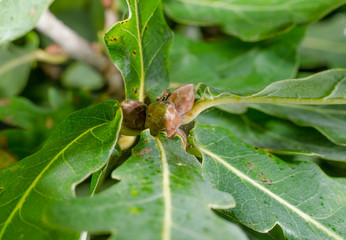 Eichelbildung beginnt