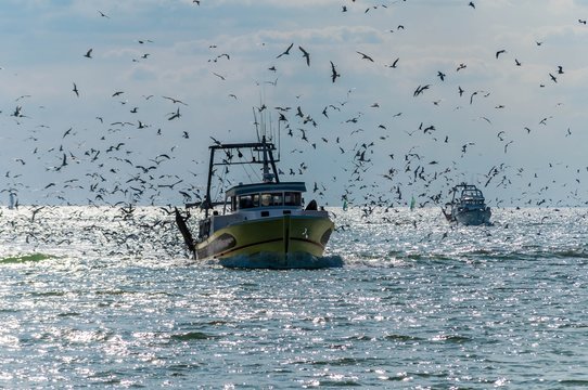 Fototapeta Retour de pêche d'un chalutier.