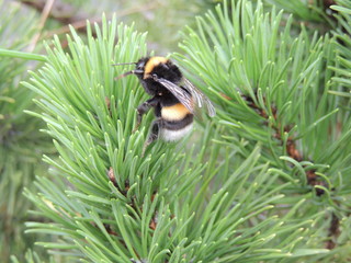большой шмель на зеленой сосне © zelinskaalla