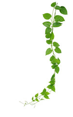 Heart shaped green leaves hanging vines liana plant isolated on white background, clipping path included. - obrazy, fototapety, plakaty