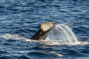 Baleine à bosse, Megaptera novaeangliae, Shetland du Sud, Antarctique