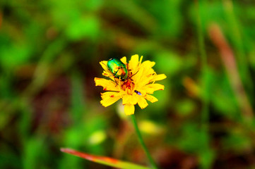 Bug (Cetonia aurata) on yellow flower in the garden