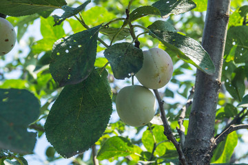 plums on the tree