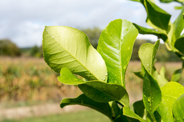 Wassertropfen nach Regen auf dem Blatt und Gras