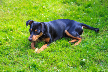 Zwergpinscher auf der Wiese