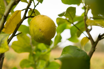 Wassertropfen nach Regen auf dem Blatt und Gras