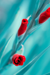 Gladiolus No 3