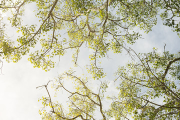 treetop against the sky