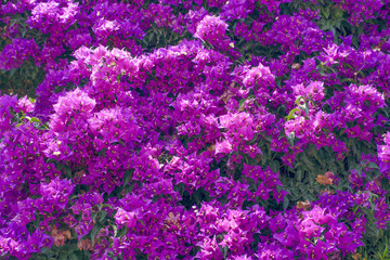 Fototapeta premium Bougainvillea flower in colorful color