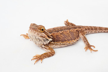 one agama bearded on white background.reptile close-up.