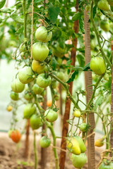 Fresh tomato bushes in greenhouse