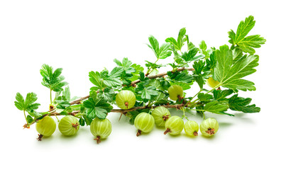 Branch of fresh gooseberry