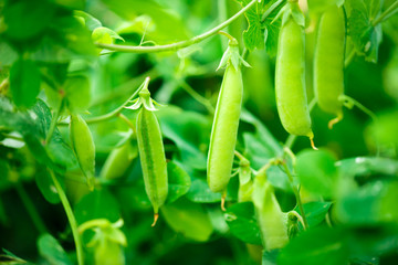 Fresh green pea bushes