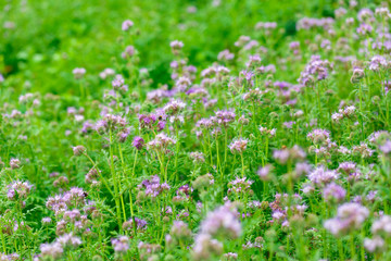 Obraz na płótnie Canvas Summer flowers outdoors in the meadow