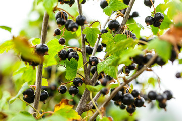 Branch of fresh black currant