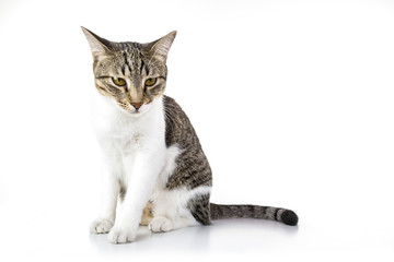stray cat is sitting against isolated white background. Whole body. Cool looks. Angry Looks.