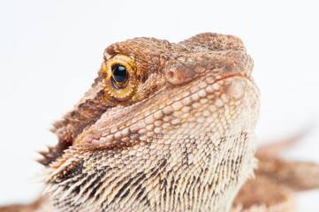 one agama bearded on white background.reptile close-up.