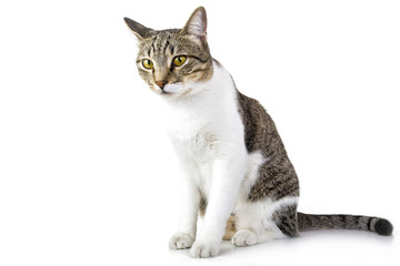 Obraz premium stray cat is sitting against isolated white background. Whole body. Lookin away.