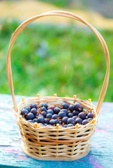 Fototapeta na wymiar Wicker basket with dark gooseberry