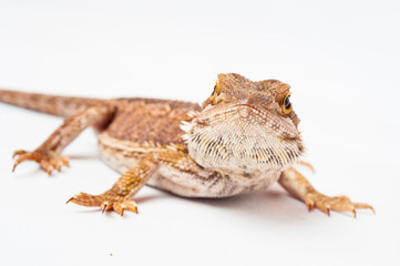one agama bearded on white background.reptile close-up.
