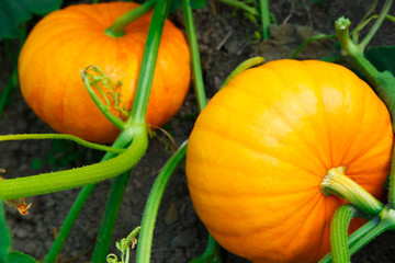 Obraz premium Young pumpkin growing in the garden