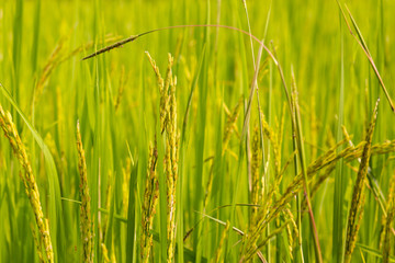 Beautiful rice fields, Paddy fields