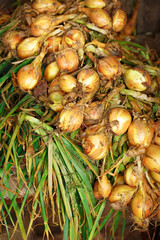 Basket of fresh yellow onion