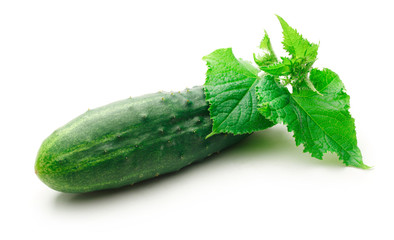 Fresh green cucumbers with leaves