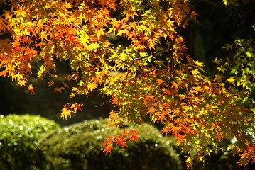 秋の風景・輝くモミジ