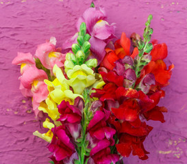 Bouquet of gladiolus on colorful background