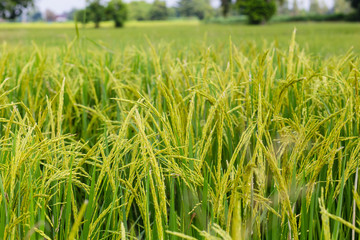 Beautiful rice fields, Paddy fields