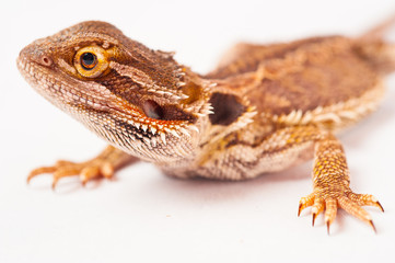 one agama bearded on white background.reptile close-up.