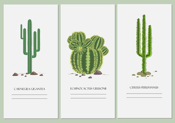 Business cards set with a cactus design. © Toltemara