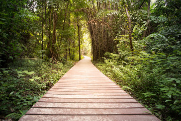 Fototapeta na wymiar Wooden walkway in forest