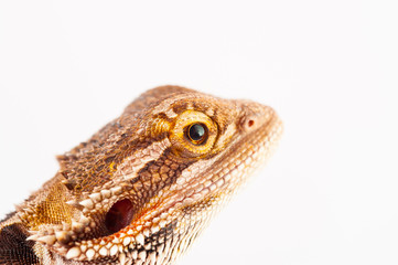 one agama bearded on white background.reptile close-up.