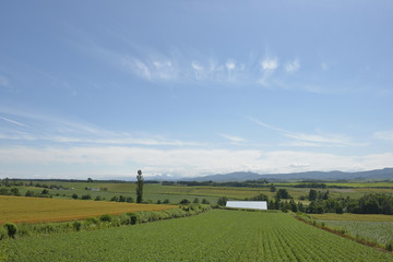 美瑛町の田園風景