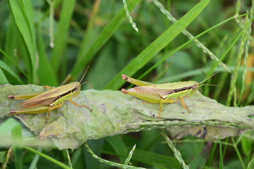 Two of locusts