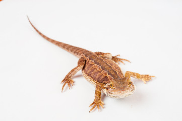 one agama bearded on white background.reptile close-up.