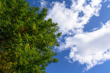 Farben im Herbst im Baum und Laub