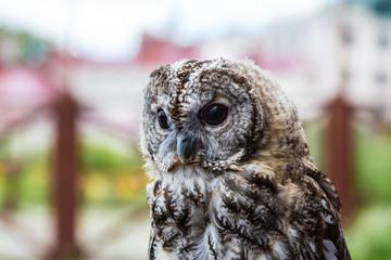 Owl. Close up of a motley Owl