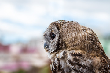 The motley owl turned forward