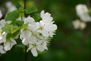 Beautiful cherish tree in the garden in spring 