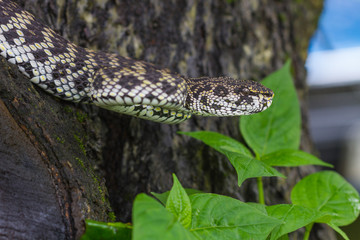 Close up of Mangrove Pitviper snake