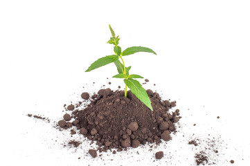 Green sprout in the ground pile. Ecology. On white, isolated background.